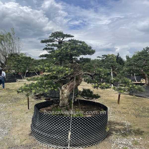 Hình ảnh dáng cây bonsai ngũ phúc.