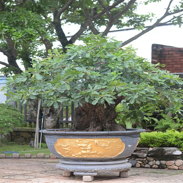 bonsai lộc vừng